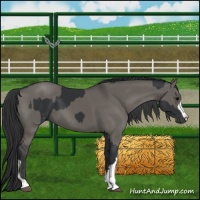 Horse Color:Black  and Grullo 