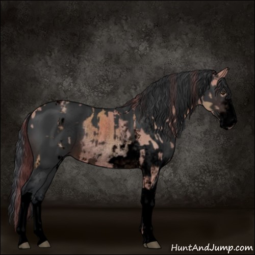 Horse Color:Void Platinum White Spotted Chocolate Brown Rabicano  and Void Brown Sabino Rabicano 
