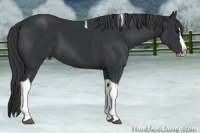 Horse Color:Black Splash Tobiano