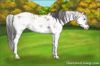 Horse Color:Bay Sabino Rabicano  and Bay Sabino Rabicano 