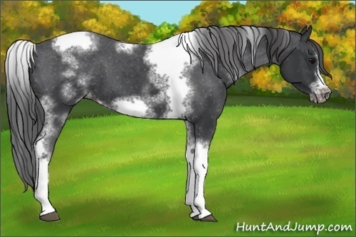 Horse Color:White Spotted Black Splash Tobiano Frame Appaloosa 