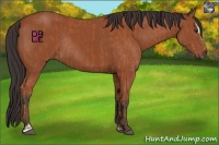 Horse Color:Bay Sabino Rabicano  and Bay Sabino Rabicano 