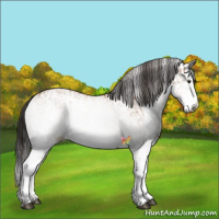 Horse Color:White Spotted Bay Splash and White Spotted Bay Splash Rabicano