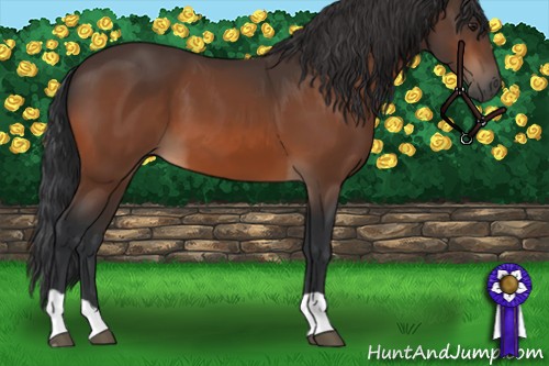 Horse Color:Brown  and Brown 