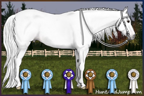 Horse Color:Gray Bay Rabicano 