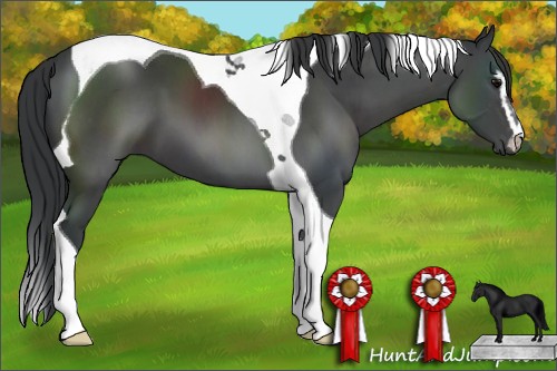 Horse Color:Black Sabino Tobiano 