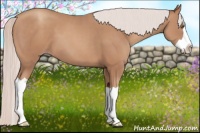 Horse Color:Silver Classic Champagne Splash 