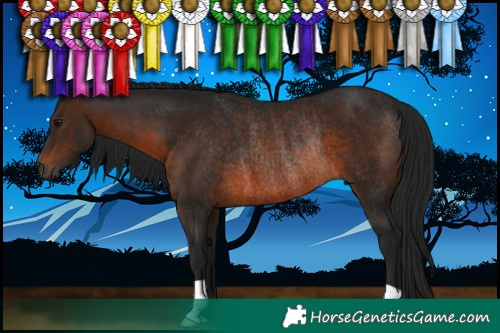 Horse Color:Gray Bay Rabicano 