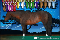 Horse Color:Gray Bay Rabicano