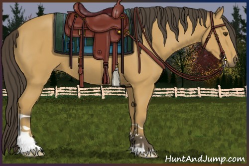 Horse Color:Buckskin 