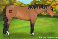 Horse Color:Bay and Bay