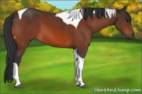 Horse Color:Bay Tobiano 