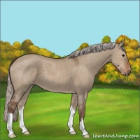 Horse Color:Silver Grullo 