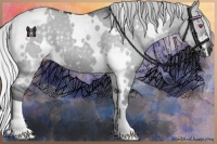 Horse Color:White Spotted Silver Grullo Chinchilla 