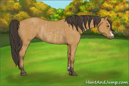 Horse Color:Buckskin Sabino Rabicano and Buckskin Rabicano