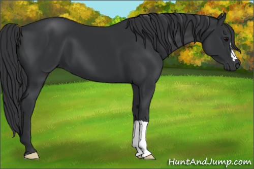 Horse Color:Black 
