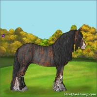 Horse Color:Bay Sabino Rabicano  and Black Sabino Rabicano 