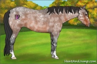 Horse Color:Brown Ice Roan Rabicano 