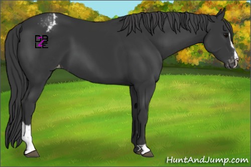 Horse Color:Black Sabino Appaloosa 