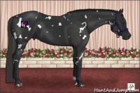 Horse Color:White Spotted Liver Chestnut 