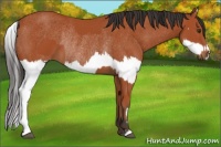 Horse Color:Bay Sabino Rabicano  and Bay Sabino Splash Rabicano 