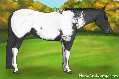 Horse Color:Black Tobiano Appaloosa