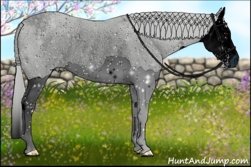 Horse Color:ERROR: UNKNOWN ANOMALY