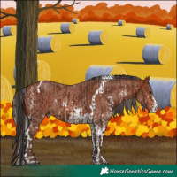 Horse Color:Silver Bay Sabino Rabicano  and Bay Sabino Tobiano Rabicano 