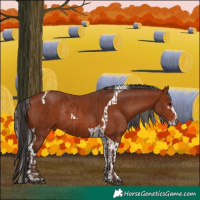 Horse Color:Silver Bay Sabino Rabicano and Bay Sabino Tobiano Rabicano