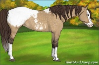 Horse Color:Buckskin Dun Splash Appaloosa 