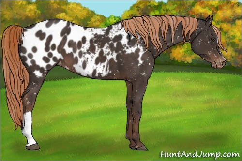 Horse Color:Liver Chestnut Appaloosa 