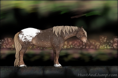 Horse Color:Liver Chestnut Appaloosa