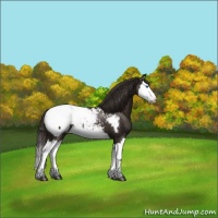 Horse Color:Liver Chestnut Splash Appaloosa 