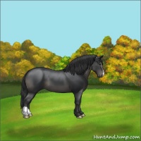 Horse Color:Black 