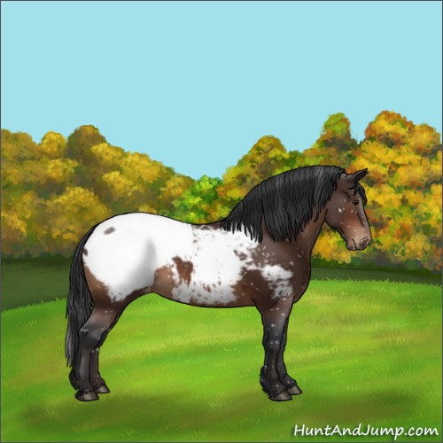 Horse Color:Brown Appaloosa