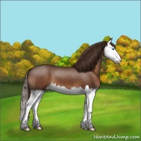 Horse Color:Liver Chestnut Splash
