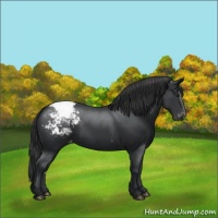 Horse Color:Black Appaloosa 