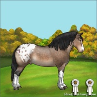 Horse Color:Brown Dun Appaloosa Brindle