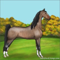 Horse Color:Brown Dun Rabicano