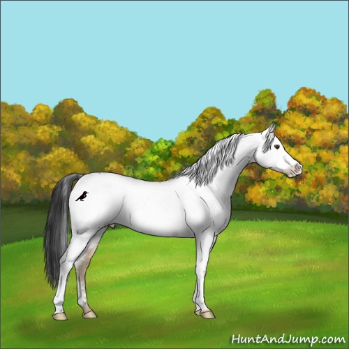 Horse Color:White Spotted Liver Red Dun Rabicano 