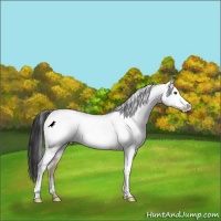 Horse Color:White Spotted Liver Red Dun Rabicano