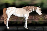 Horse Color:Gold Champagne Dun Splash Appaloosa 