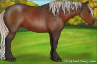 Horse Color:Silver Brown Rabicano 