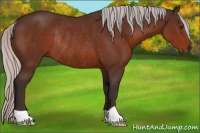 Horse Color:Silver Brown Rabicano 
