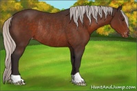 Horse Color:Silver Brown Appaloosa Rabicano 