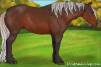 Horse Color:Silver Brown Rabicano