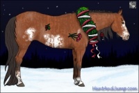 Horse Color:Bay Sabino Rabicano and Bay Sabino Frame Rabicano