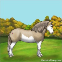 Horse Color:Chocolate Palomino Dun Splash Rabicano Brindle