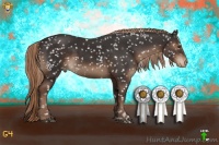 Horse Color:Liver Chestnut Appaloosa