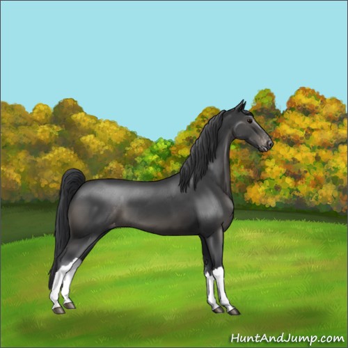 Horse Color:Black Appaloosa 